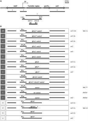 Genetics of resistance to trimethoprim in cotrimoxazole resistant uropathogenic Escherichia coli: integrons, transposons, and single gene cassettes